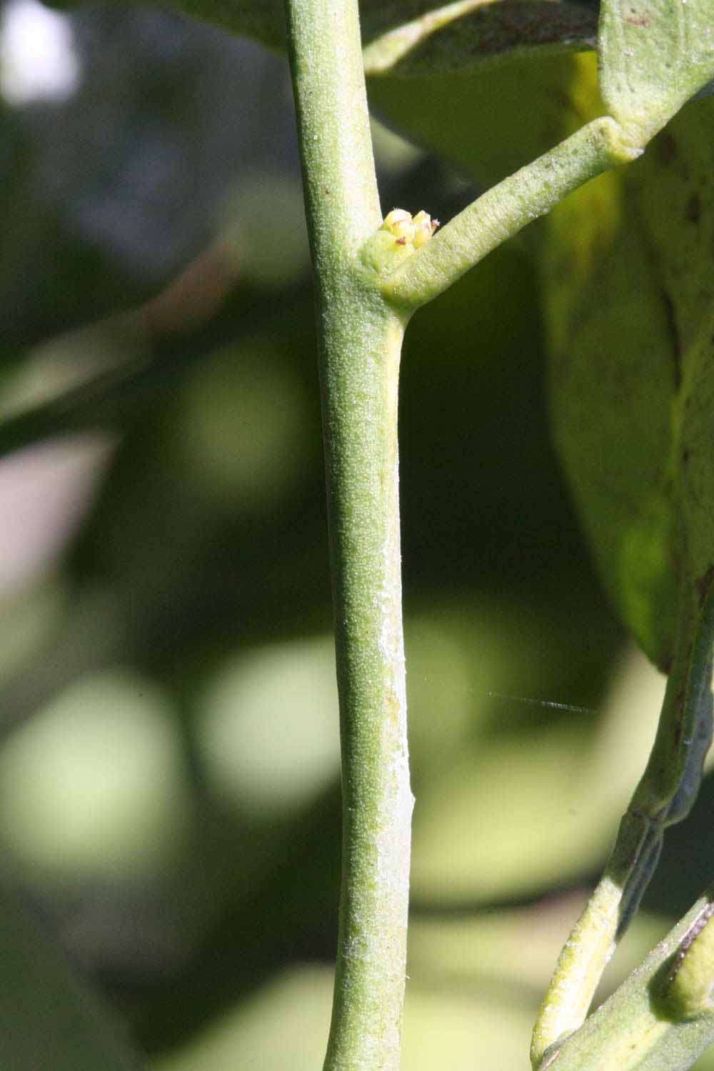              First year twig (Riverside, CA)       